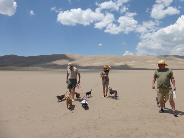 Sand Dunes with 7 dogs!